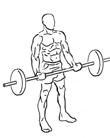 Reverse Barbell Curl Standing 